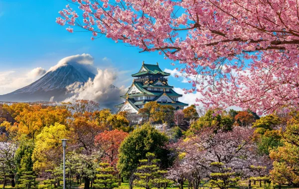 موسم تفتح أزهار الكرز في اليابان