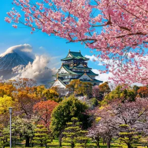 موسم تفتح أزهار الكرز في اليابان