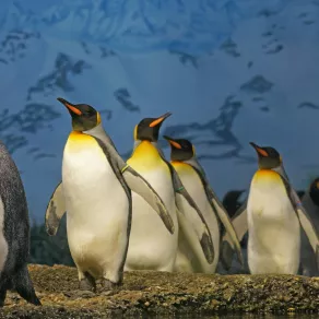 99% من طيور البطريق الإمبراطور في طريقها للانقراض - الصورة من pexels by pixabay