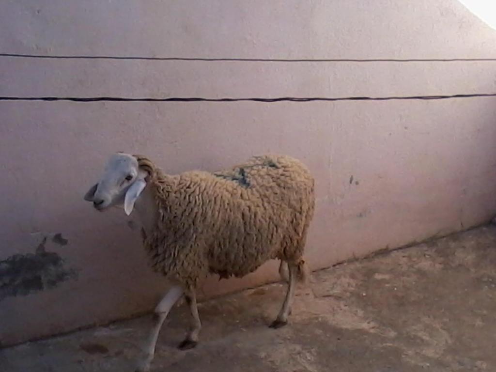 خروف العيد بقصة ميسي ورونالدو في الجزائر ويسوق إلكترونياً | مجلة سيدتي