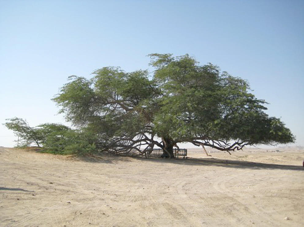 شجرة الحياة الرومينو