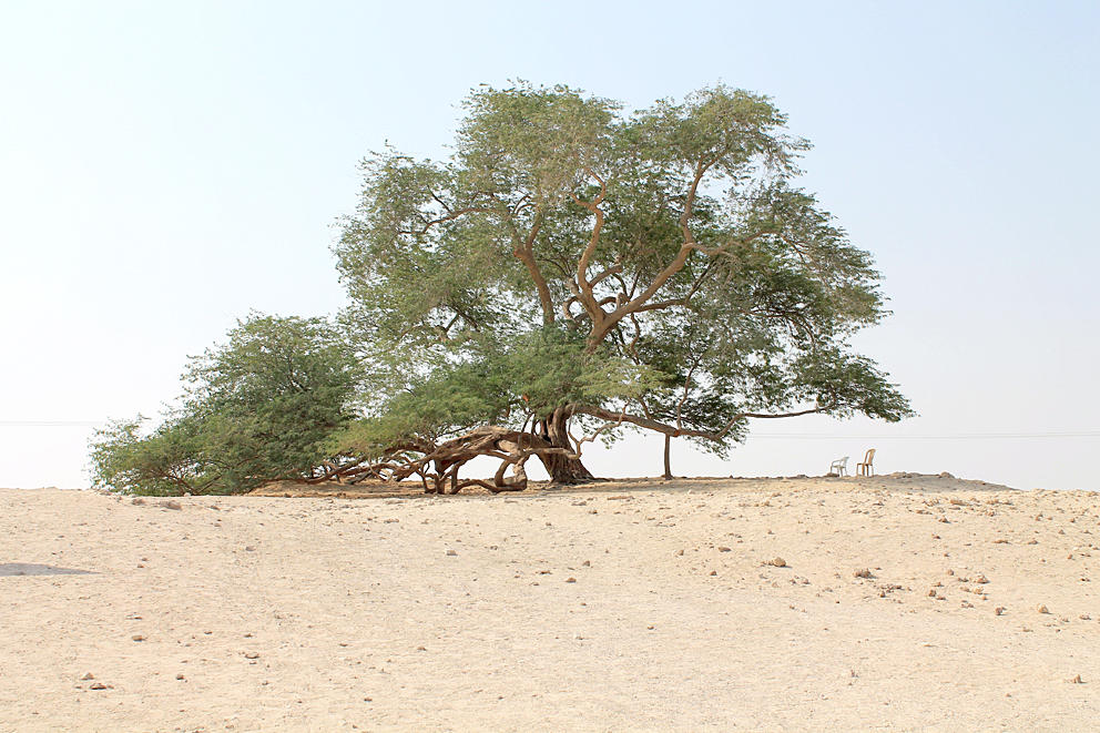شجرة الحياة بالبحرين عمرها 400 سنة ولازالت خضراء مجلة سيدتي