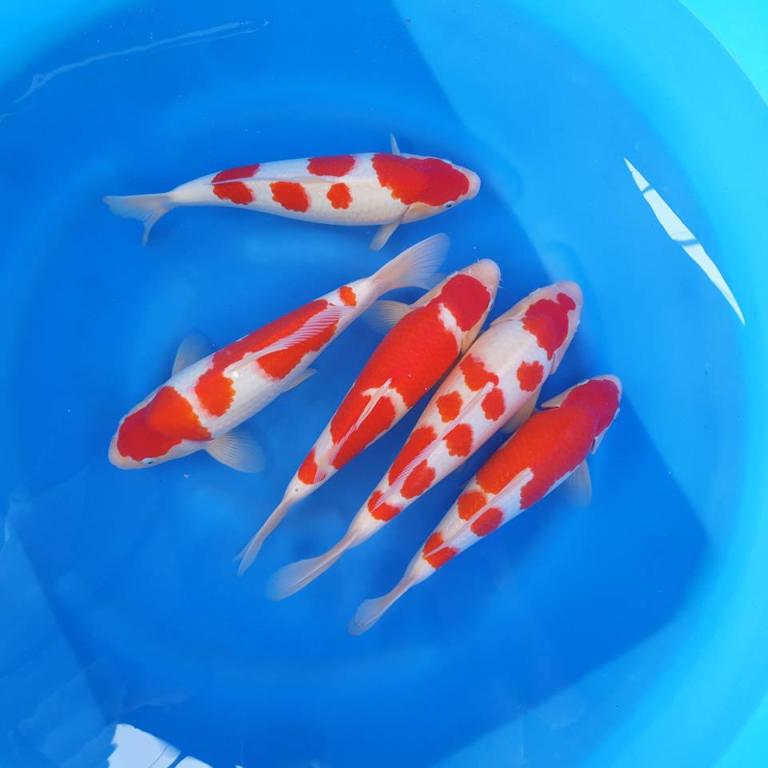 تباع أسماك الزينة مقابل 14 مليون جنيه إسترليني في اليابان ، مجلة سيدتي
