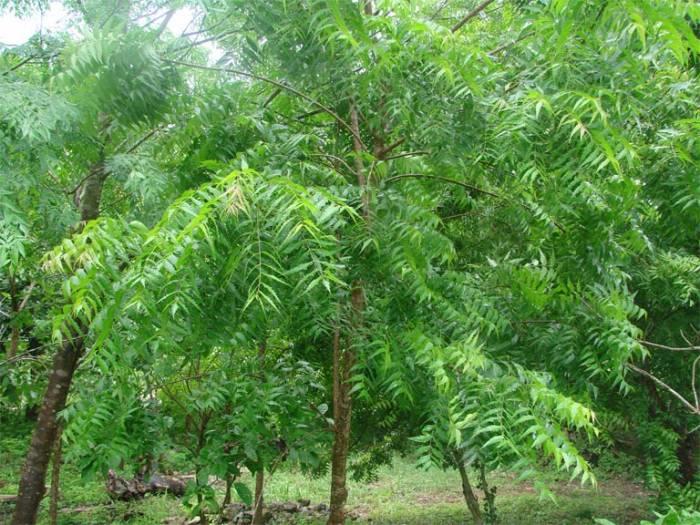 شجرة النيم فوائد صحية صادمة ومنها علاج حروق الشمس مجلة سيدتي