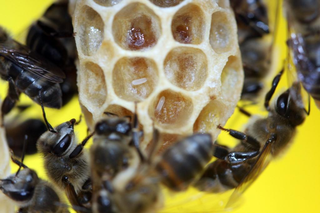 مراقبة مجتمع النحل تجربة رائعة