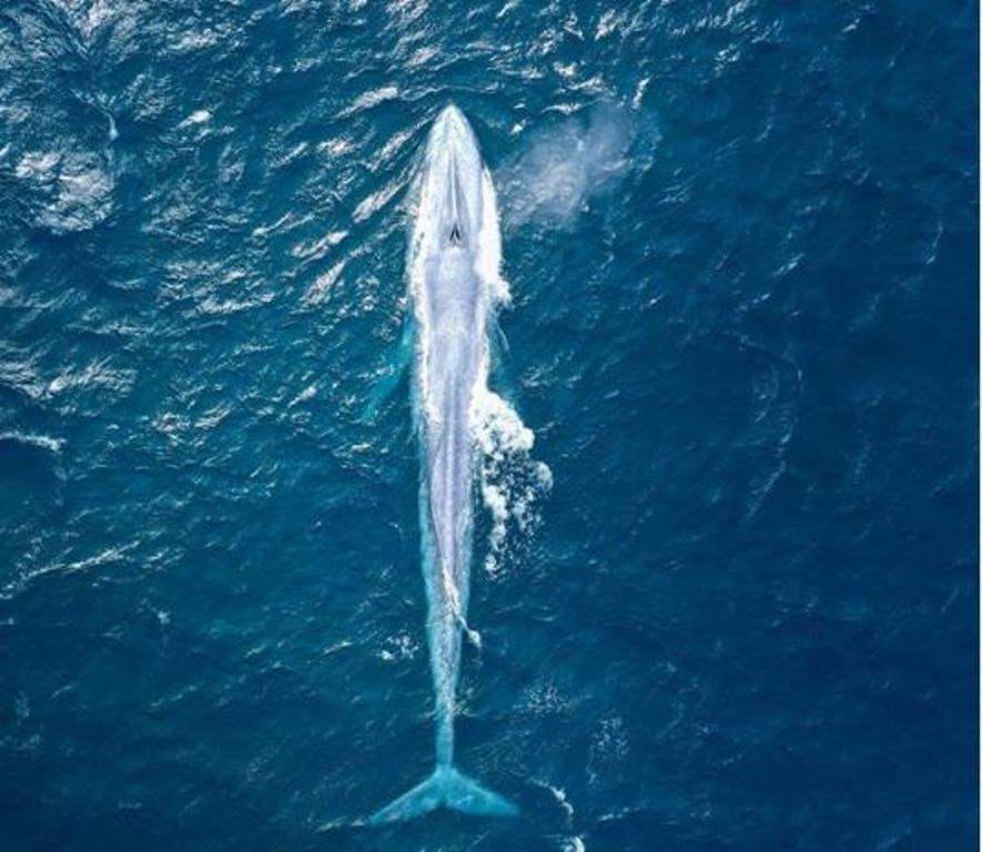 في اكبر العالم بحري حيوان أكبر 10