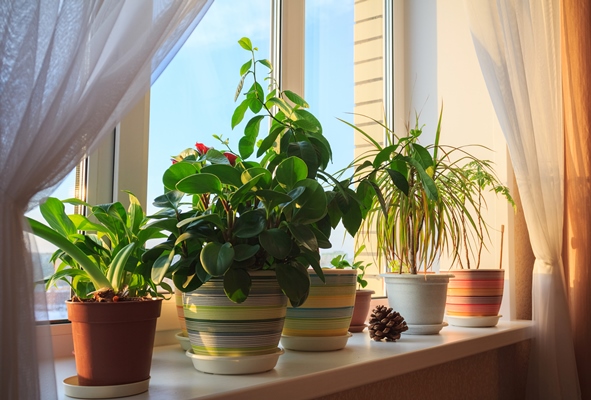فوائد النباتات المنزلية