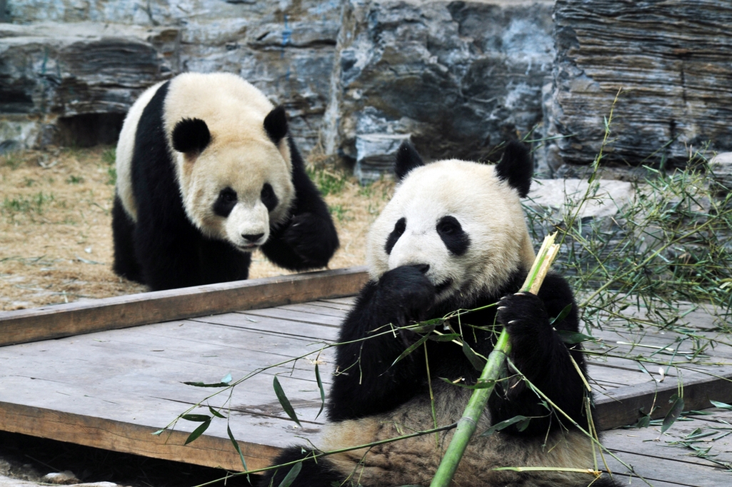 جولة على أكبر حدائق الحيوانات لمناسبة اليوم العالمي للأحياء البرية Shutterstock_82092508