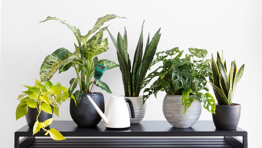  النبات في تزيين الغرف Shutterstock_1679571553_copy