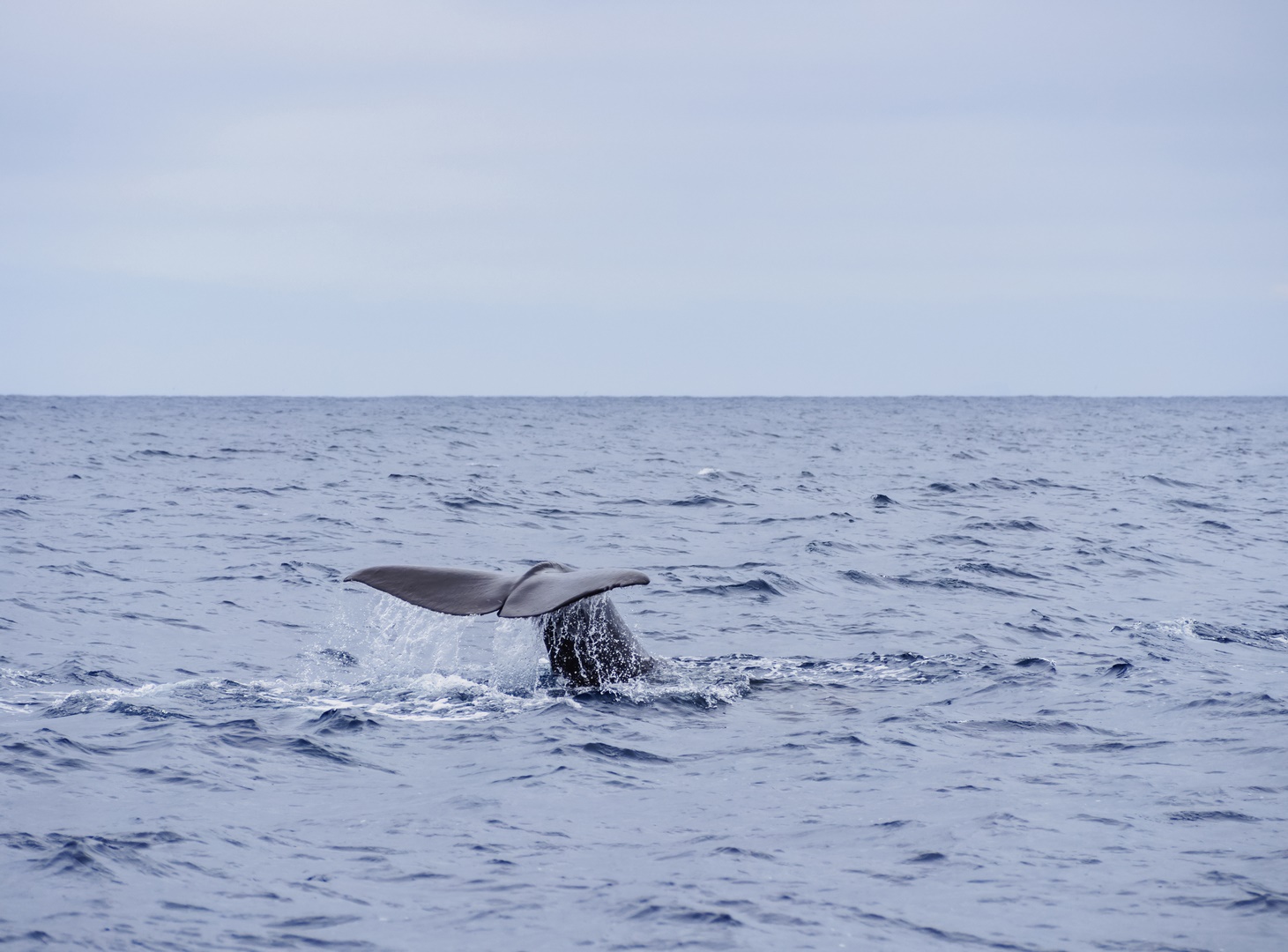 whale-by-the-coast-of-pico-island-wt9p8s5_copy.jpg