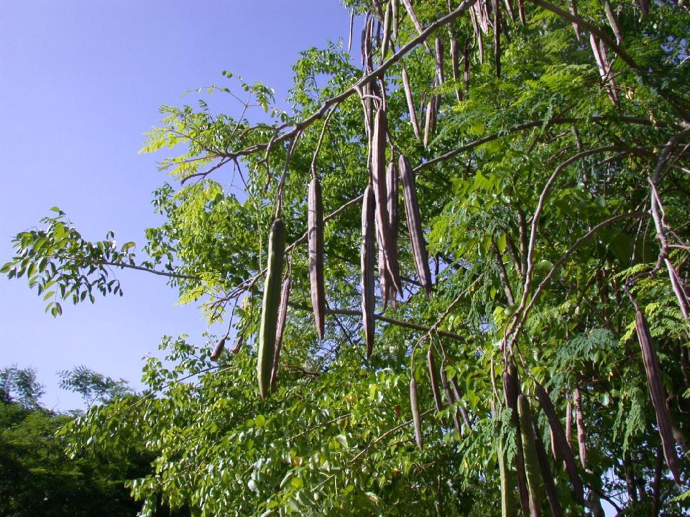 المورينجا في السعودية شجرة بان (نبات)