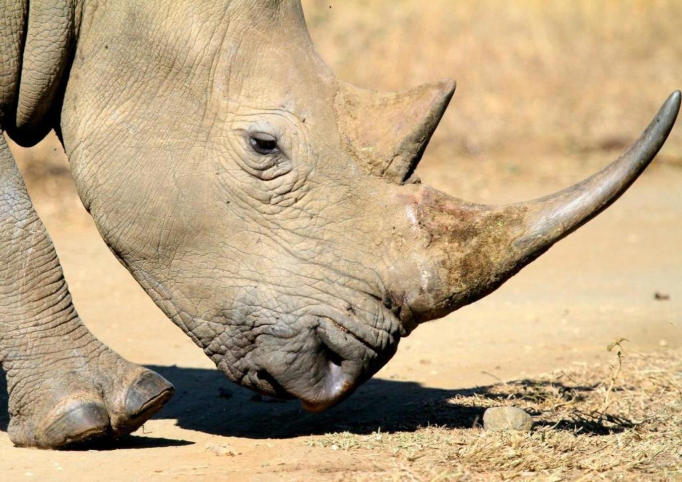 تسميم وحيد القرن حل جديد لحمايته من الانقراض والصيد الجائر! | مجلة سيدتي