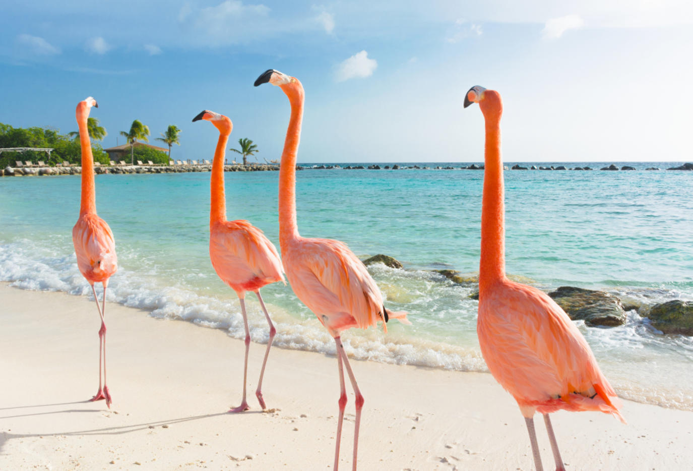 كوراساو جزيرة في البحر الكاريبي Shutterstock_1133574836_0