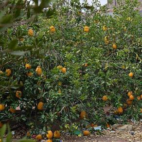 تظهر الصورة بعض الفاكهة الموجودة في قرية عقدة السياحية، مصدر الصورة وكالة الأنباء السعودية واس