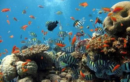 البحر الأحمر: من أفضل أماكن الغوص في العالم