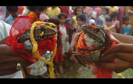 فيديو.. السلطات الهندية تقيم زفافًا لـ«ضفدعين» طلبًا للأمطار