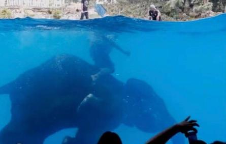 إدانة لحديقة حيوان تجبر الأفيال للقيام بعروض تحت الماء