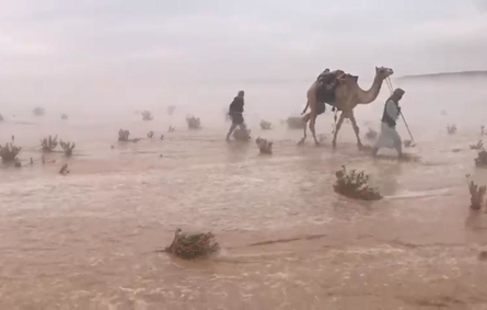 فيديو رائع لإبل تسير تحت المطر بصحراء الدوادمي