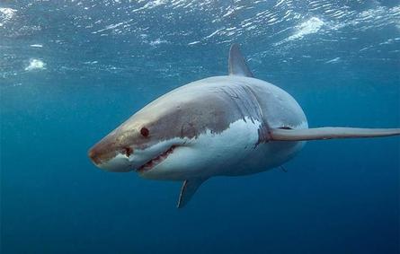دراسة هندية تحدد: من الأكثر خطراً على حياة الإنسان «السيلفي» أم أسماك القرش؟