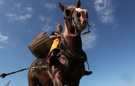 في بلجيكا: تقليد لا يتغير منذ 600 عام.. الخيول تجر شبكات صيد الروبيان باعتراف اليونسكو