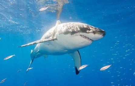علماء يطورون بدلة واقية من هجمات سمكة القرش