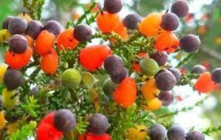 شجرة تنتج 40 نوعًا من الفاكهة بدافوس