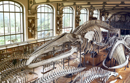 اكتشاف ديناصور بر مائي كان يعيش في المغرب