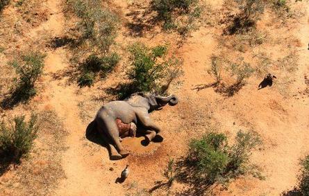 غموض يحوم حول موت أكثر من 270 فيلًا في أفريقيا