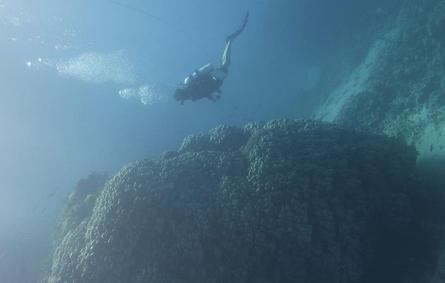 شركة البحر الأحمر تكتشف مستعمرة مرجانية في جزيرة الوقادي عمرهاـ600 عام