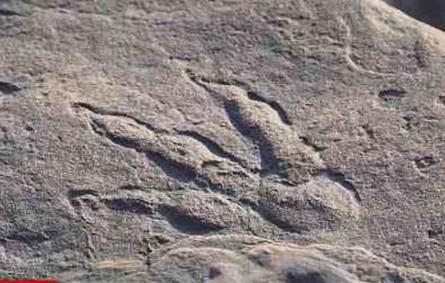 طفلة تعثر على بصمة عمرها  220 مليون عاماً ظل العلماء يبحثون عنها طويلاً