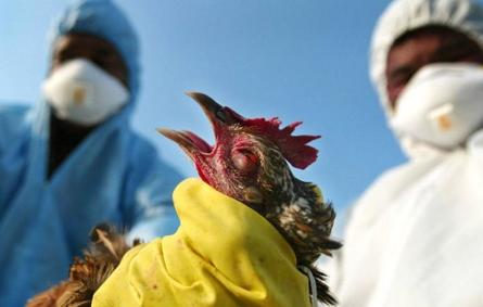 تسجيل أول إصابة بشرية بسلالة جديدة من إنفلونزا الطيور