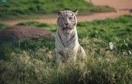 النمر الأبيض في رياض سفاري - الصورة من واس