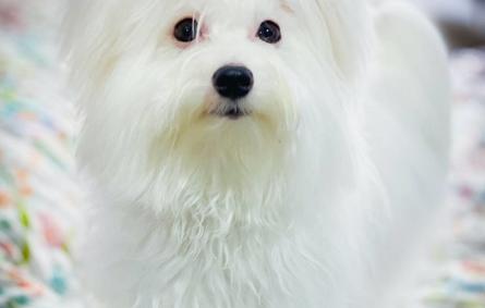 الكلب الأبيض