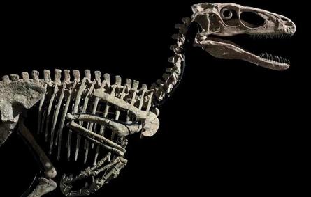 صورة هيكل الديناصور Deinonychus antirrhopus