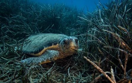 فى 70% من أكثر المناطق تنوعا بيولوجيا.... تغير المناخ يهدد الحياة البحرية