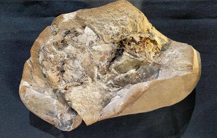 صورة أقدم قلب تم اكتشافه على وجه الأرض