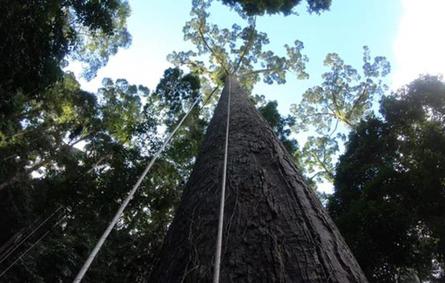 اكتشاف أطول شجرة في العالم