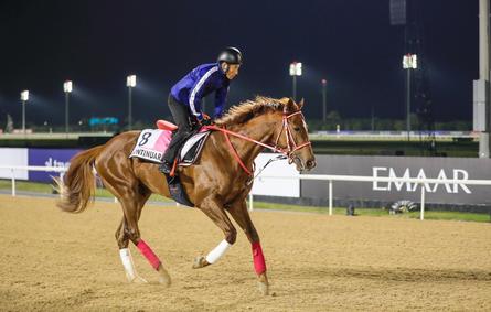 انطلاق النسخة الـ 27 من كأس دبي العالمي للخيول 2023 - الصورة من مكتب دبي الإعلامي