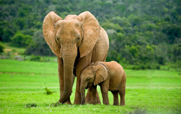 كيف ساعدت أم من الفيلة ابنها ساعة الضّيق؟