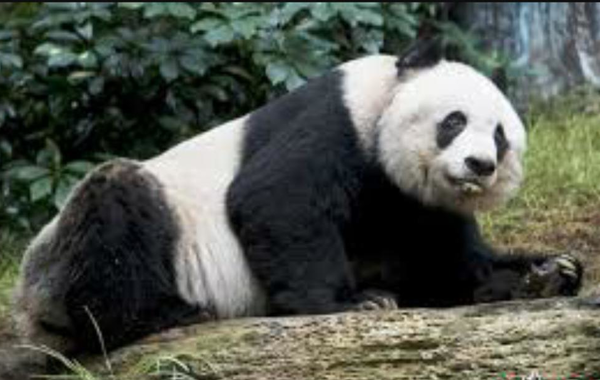 حديقة حيوان أسكتلندية: الباندا العملاقة «تيان تيان»، لن تنجب هذا العام