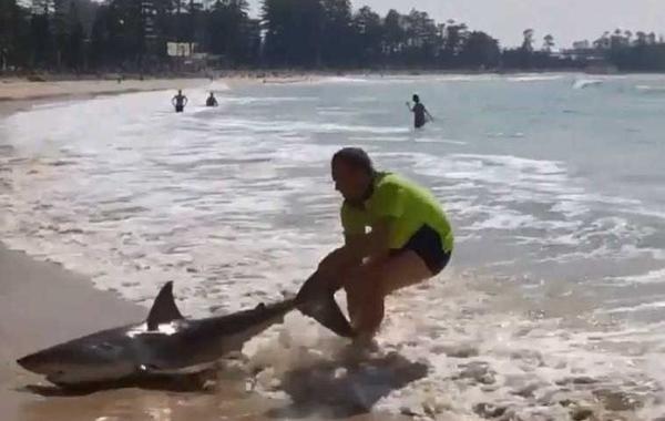 بالفيديو.. شاب ينقذ سمكة قرش من الموت في استراليا