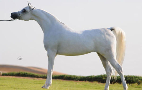 يجمع 21 مليون جنيه بزعم استثمارها في تجارة الخيول العربية