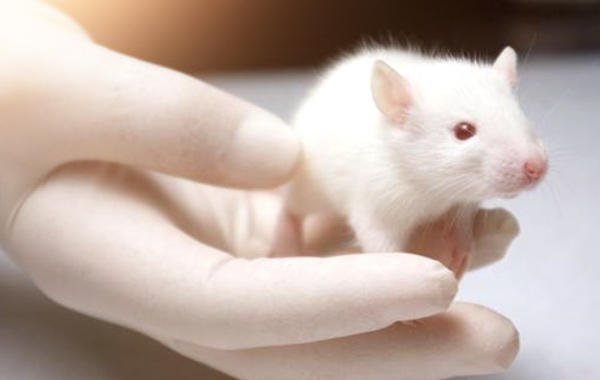 حقائق لا تعلمينها عن سبب اختيار الفئران للتجارب