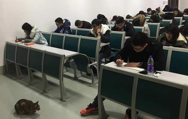 بالصور.. قـط يراقب على الامتحانات في جامعة صينية