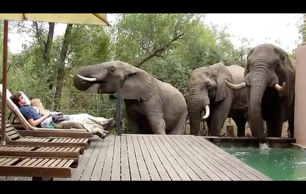 شاهد..  زوجين تفاجآ بثلاثة أفيال أمامهما في المسبح