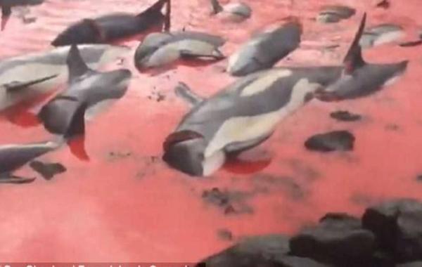 بالفيديو: مجزرة مُروعة تُحول لون المياه في البحر إلى الأحمر