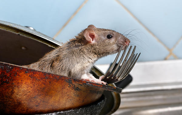 "فأر ميت" يتسبب في إغلاق مطعم صيني وتغريمه 190 مليون دولار