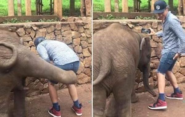 شاهد.. ماذا حدث لشاب حاول التقاط "سيلفي" مع فيل صغير في تايلاند!