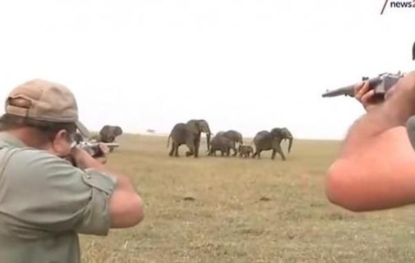 فيديو.. قطيع من الأفيال يُهاجم صياديّن بعد أن أطلقا النار على أحدهم