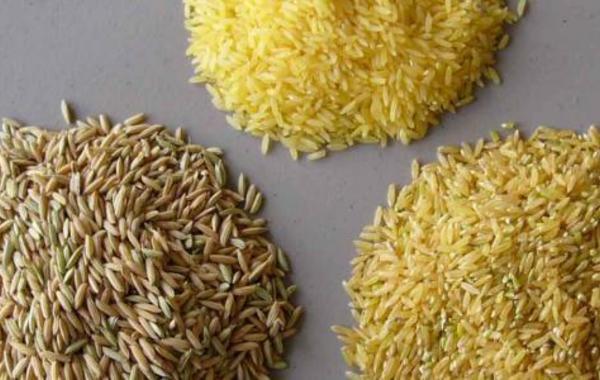 دراسة: الأرز يحتوي على سم قاتل!